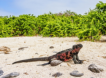 Marine iguana (Amblyrhynchus cristatus) on a beach at Punta Suarez, Espanola (Hood) Island, Galapagos, UNESCO World Heritage Site, Ecuador, South America