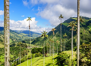 Wax Palms (Ceroxylon quindiuense), Cocora Valley, Salento, Quindio Department, Colombia, South America