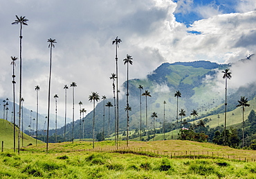 Wax Palms (Ceroxylon quindiuense), Cocora Valley, Salento, Quindio Department, Colombia, South America