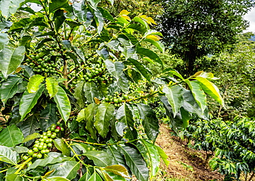 Coffee Plantation, Salento, Quindio Department, Colombia, South America