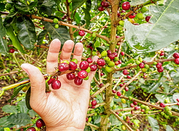 Coffee cherries, Coffee Triangle, Salento, Quindio Department, Colombia, South America