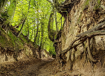 Gorge Korzeniowy Dol, Kazimierz Dolny, Lublin Voivodeship, Poland, Europe