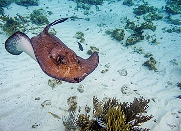 Southern stingray (Hypanus americanus), Stingray City, Grand Cayman, Cayman Islands, Caribbean, Central America