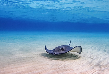 Southern stingray (Hypanus americanus), Stingray City, Grand Cayman, Cayman Islands, Caribbean, Central America