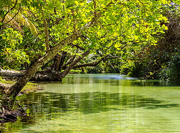 Frenchman's Cove River, Portland Parish, Jamaica, West Indies, Caribbean, Central America