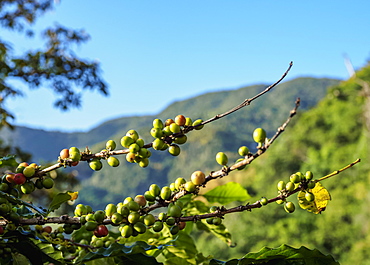 Coffea cherries at Coffee Plantation, Blue Mountains, Saint Andrew Parish, Jamaica, West Indies, Caribbean, Central America