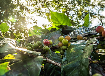 Coffea cherries at Coffee Plantation, Blue Mountains, Saint Andrew Parish, Jamaica, West Indies, Caribbean, Central America