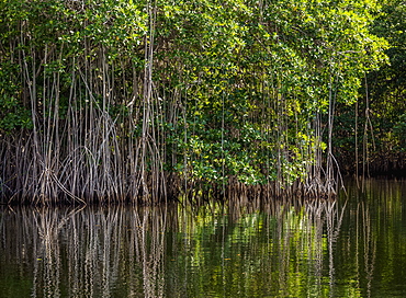 Mangrove Forest seen during Black River Safari, Saint Elizabeth Parish, Jamaica, West Indies, Caribbean, Central America