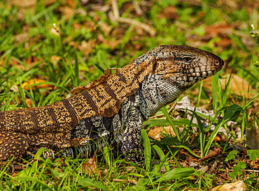 Lizard in the forest next to the Iguazu Falls, Foz do Iguacu, State of Parana, Brazil, South America