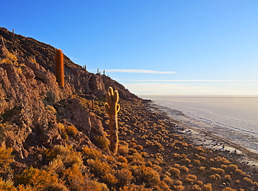 View of Incahuasi Island with its gigantic cacti, Salar de Uyuni, Daniel Campos Province, Potosi Department, Bolivia, South America