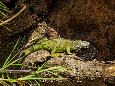 Green iguana at Sumidero Canyon, Chiapas State, Mexico