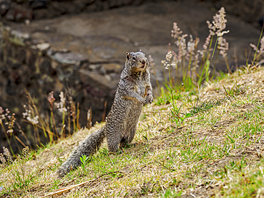 The rock squirrel (Otospermophilus variegatus) at The Great Pyramid Archaeological Site, Cholula, Puebla State, Mexico