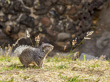 The rock squirrel (Otospermophilus variegatus) at The Great Pyramid Archaeological Site, Cholula, Puebla State, Mexico