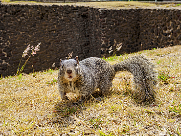 The rock squirrel (Otospermophilus variegatus) at The Great Pyramid Archaeological Site, Cholula, Puebla State, Mexico