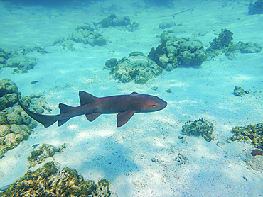 Nurse shark (Ginglymostoma cirratum) seen during the Hol Chan Marine Reserve, Shark Ray Alley and Coral Garden Snorkelling Tour, Belize District, Belize