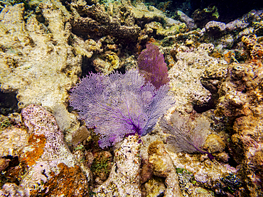 Underwater photo taken during the Hol Chan Marine Reserve, Shark Ray Alley and Coral Garden Snorkelling Tour, Belize District, Belize