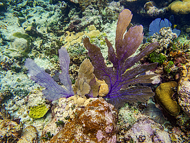 Underwater photo taken during the Hol Chan Marine Reserve, Shark Ray Alley and Coral Garden Snorkelling Tour, Belize District, Belize