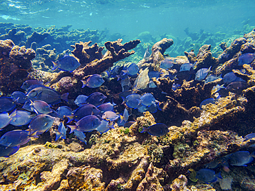 School of Doctorfish tangs (Acanthurus chirurgus) seen during the Hol Chan Marine Reserve, Shark Ray Alley and Coral Garden Snorkelling Tour, Belize District, Belize