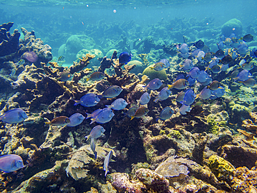 School of Doctorfish tangs (Acanthurus chirurgus) seen during the Hol Chan Marine Reserve, Shark Ray Alley and Coral Garden Snorkelling Tour, Belize District, Belize