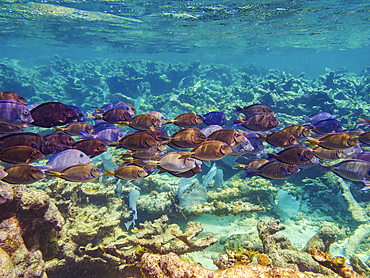 School of Doctorfish tangs (Acanthurus chirurgus) seen during the Hol Chan Marine Reserve, Shark Ray Alley and Coral Garden Snorkelling Tour, Belize District, Belize