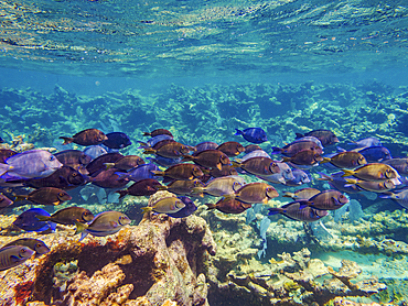 School of Doctorfish tangs (Acanthurus chirurgus) seen during the Hol Chan Marine Reserve, Shark Ray Alley and Coral Garden Snorkelling Tour, Belize District, Belize