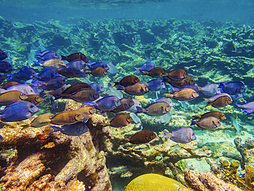 School of Doctorfish tangs (Acanthurus chirurgus) seen during the Hol Chan Marine Reserve, Shark Ray Alley and Coral Garden Snorkelling Tour, Belize District, Belize