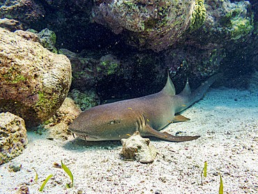 Nurse shark (Ginglymostoma cirratum) seen during the Hol Chan Marine Reserve, Shark Ray Alley and Coral Garden Snorkelling Tour, Belize District, Belize