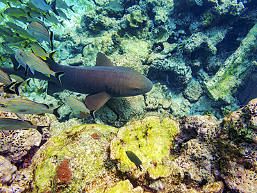 Nurse shark (Ginglymostoma cirratum) seen during the Hol Chan Marine Reserve, Shark Ray Alley and Coral Garden Snorkelling Tour, Belize District, Belize