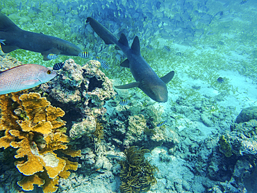 Nurse shark (Ginglymostoma cirratum) seen during the Hol Chan Marine Reserve, Shark Ray Alley and Coral Garden Snorkelling Tour, Belize District, Belize