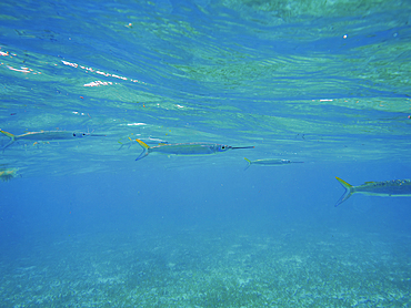 Barracuda seen during the Hol Chan Marine Reserve, Shark Ray Alley and Coral Garden Snorkelling Tour, Belize District, Belize