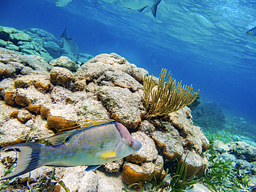 Hogfish (Lachnolaimus maximus) seen during the Hol Chan Marine Reserve, Shark Ray Alley and Coral Garden Snorkelling Tour, Belize District, Belize