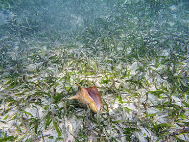 Underwater photo taken during the Hol Chan Marine Reserve, Shark Ray Alley and Coral Garden Snorkelling Tour, Belize District, Belize