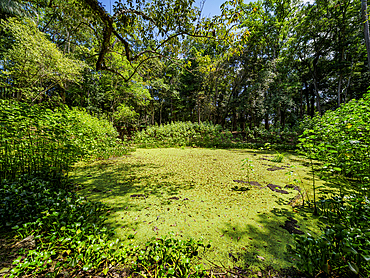 Water Reservoir, Caracol Archaeological Site, Cayo District, Belize