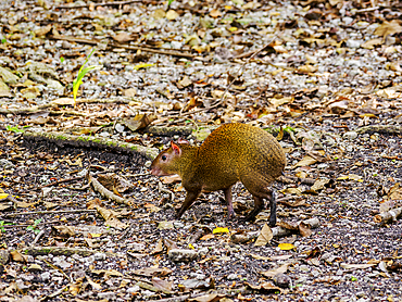 Central American Agouti (Dasyprocta punctata), San Ignacio, Cayo District, Belize
