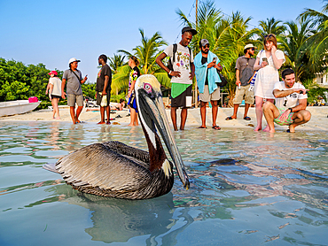 Brown pelican (Pelecanus occidentalis) at Stingray Beach, Caye Caulker, Belize District, Belize