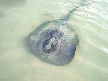 Stingray at the Stingray Beach, Caye Caulker, Belize District, Belize