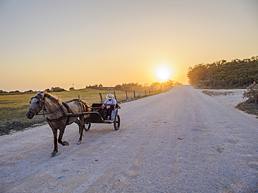 Horse-drawn cart on the dirt road at sunset, Mennonite Settlement, Shipyard, Orange Walk District, Belize