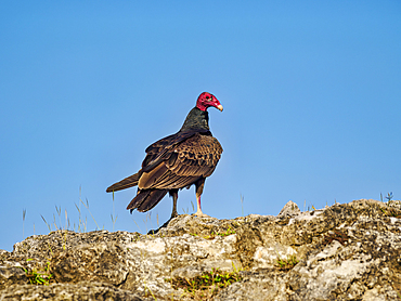 Turkey vulture (Cathartes aura) at the top of the High Temple, Lamanai Archaeological Reserve, Orange Walk District, Belize