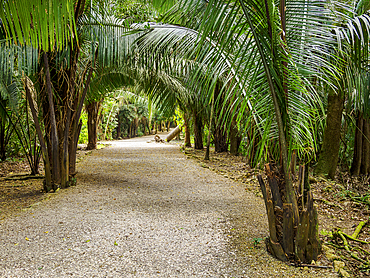 Footpath at Lamanai Archaeological Reserve, Orange Walk District, Belize