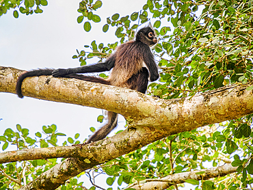 Yucatan spider monkey (Ateles geoffroyi yucatanensis) at Lamanai Archaeological Reserve, Orange Walk District, Belize