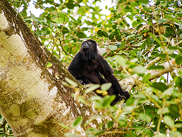 Yucatan black howler monkey (Alouatta pigra) at Lamanai Archaeological Reserve, Orange Walk District, Belize