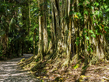 Footpath at Lamanai Archaeological Reserve, Orange Walk District, Belize