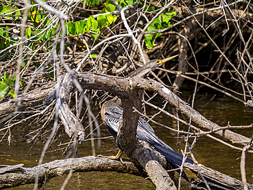 Anhinga (Anhinga anhinga), sometimes called snakebird or darter at the New River, Orange Walk District, Belize