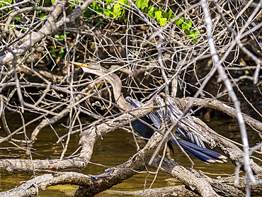 Anhinga (Anhinga anhinga), sometimes called snakebird or darter at the New River, Orange Walk District, Belize