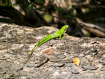 Green Iguana by the New River, Orange Walk District, Belize