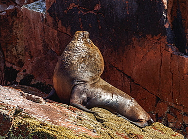 Sea Lion (Otaria flavescens), Ballestas Islands near Paracas, Ica Region, Peru, South America