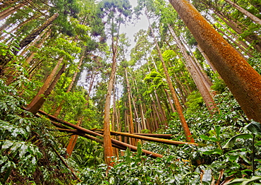 Forest near Furnas, Sao Miguel Island, Azores, Portugal, Atlantic, Europe