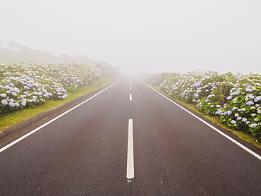 Misty road on Flores Island, Azores, Portugal, Atlantic, Europe