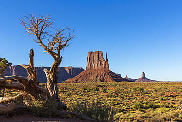 Rock formations and tree, Monument Valley, Navajo Tribal Park, Arizona, United States of America, North America