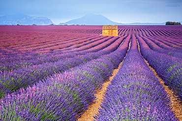 House in a lavender field at sunset, Plateau de Valensole, Alpes-de-Haute-Provence, Provence-Alpes-Cote d'Azur, France, Europe